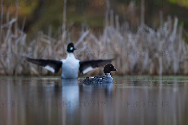 Common Goldeneye