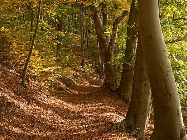 Autumn hiking trail on the Werder