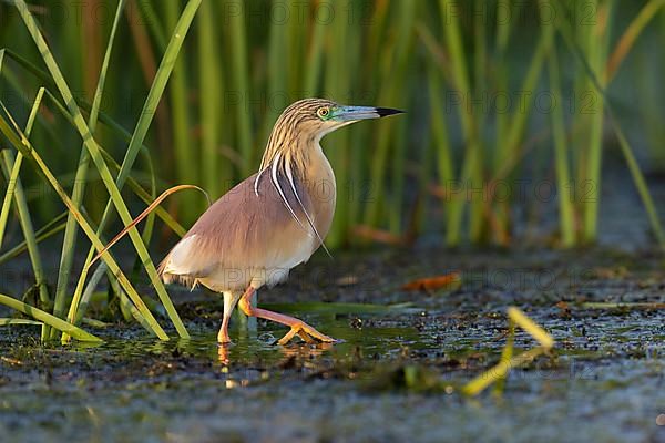 Squacco Heron