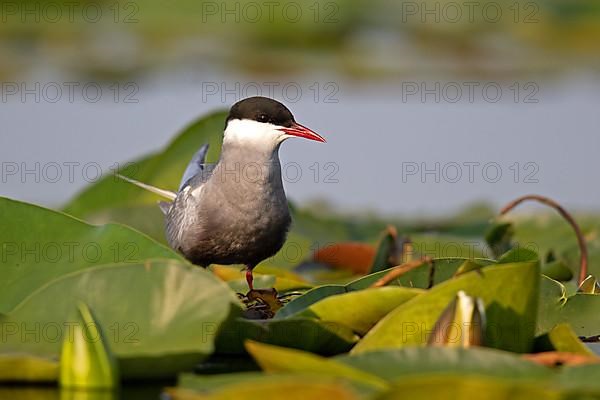 Whiskered Tern