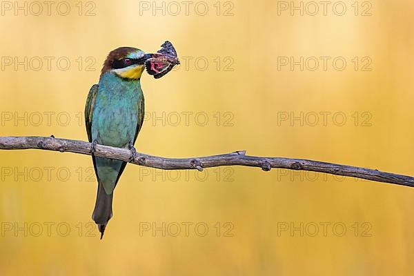 European bee-eater