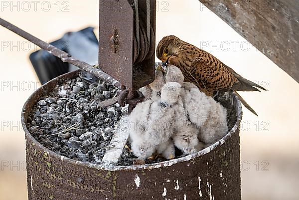 Common kestrel