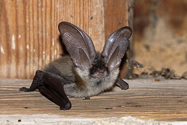 Grey long-eared bat