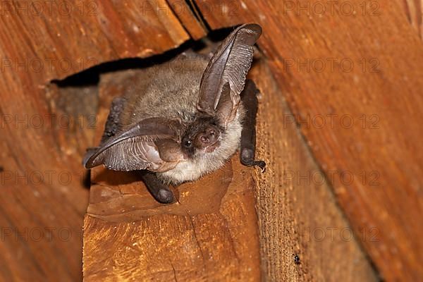 Grey long-eared bat