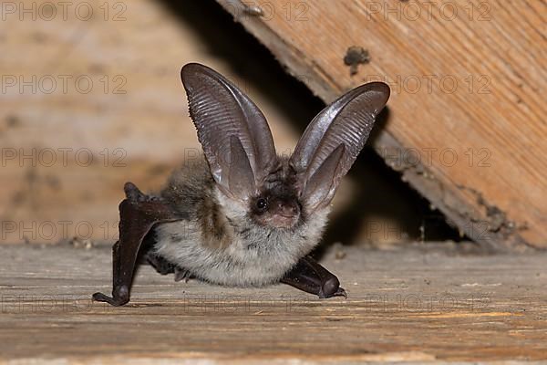 Grey long-eared bat