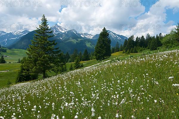 Cotton grass