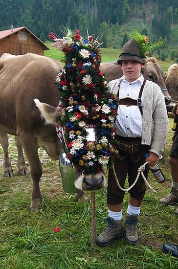 Cattle seperation in Riezlern