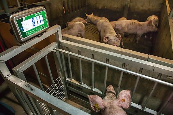 Domestic pig weighed on a scale in the pigsty