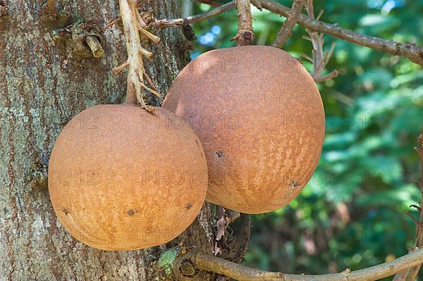 Cannonball tree