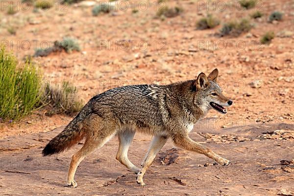 Coyote