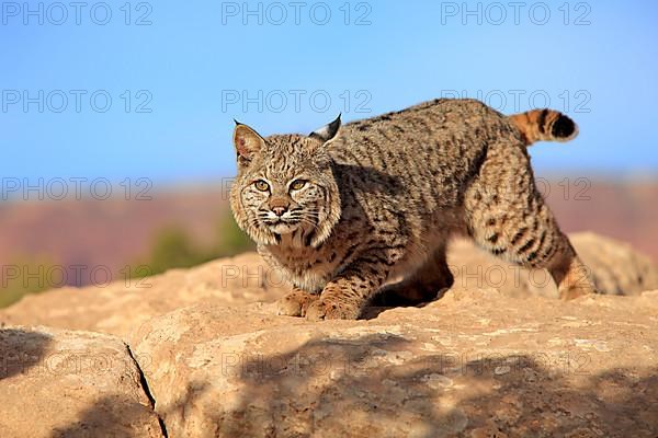 Bobcat