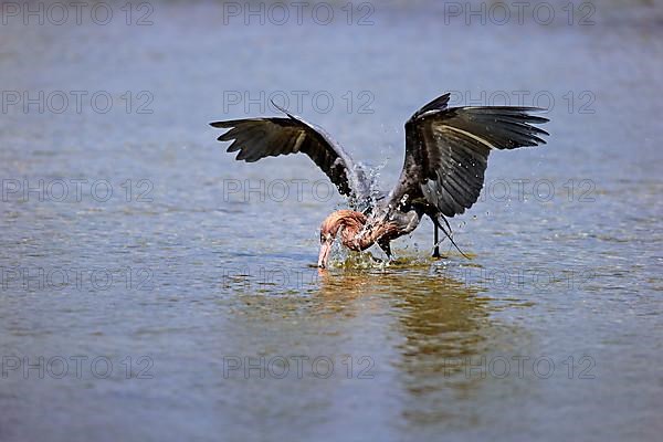 Reddish egret