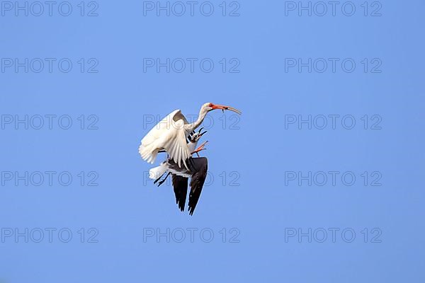 American white ibis