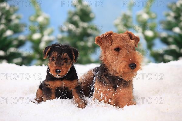 Welsh Terrier