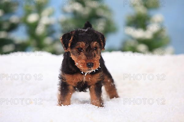 Welsh Terrier