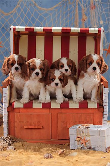 Cavalier King Charles Spaniel