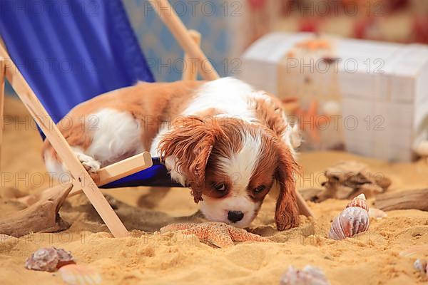 Cavalier King Charles Spaniel