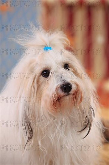 Coton de Tulear