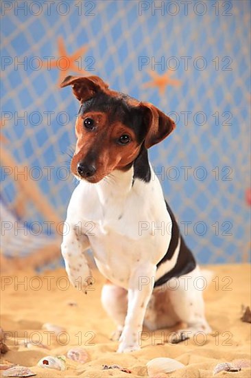 Jack Russell Terrier