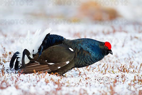 Black grouse