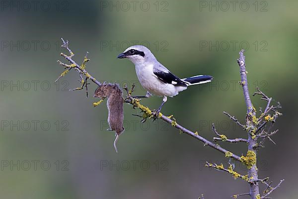 Great Grey Shrike