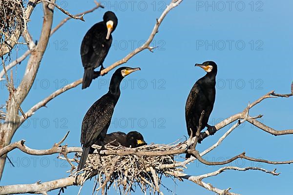 Great cormorant