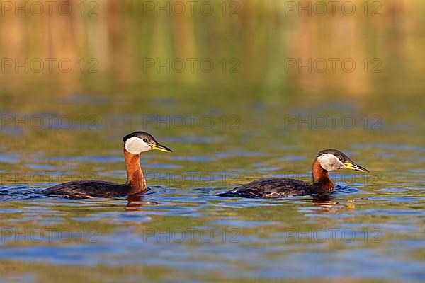 Red-necked Grebe