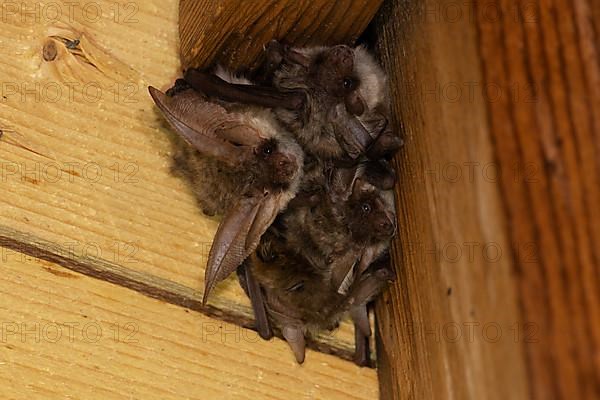 Grey long-eared bat