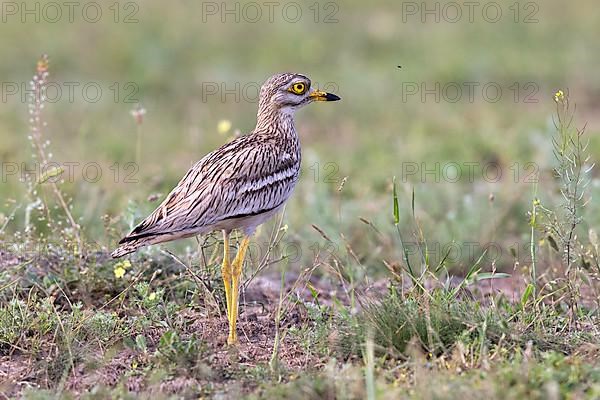 Stone Curlew