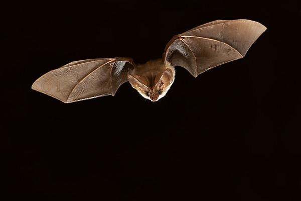 Grey long-eared bat