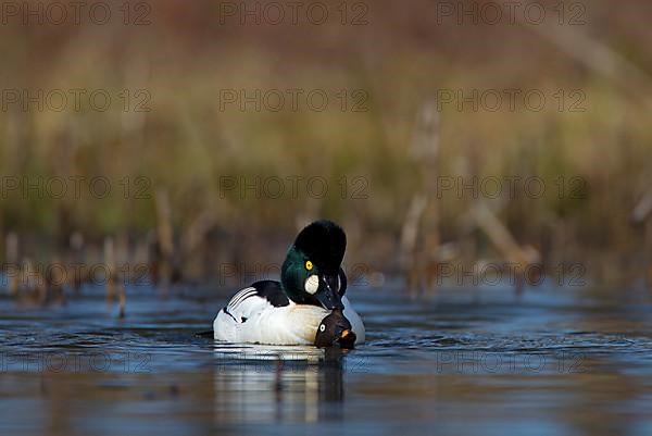 Common Goldeneye