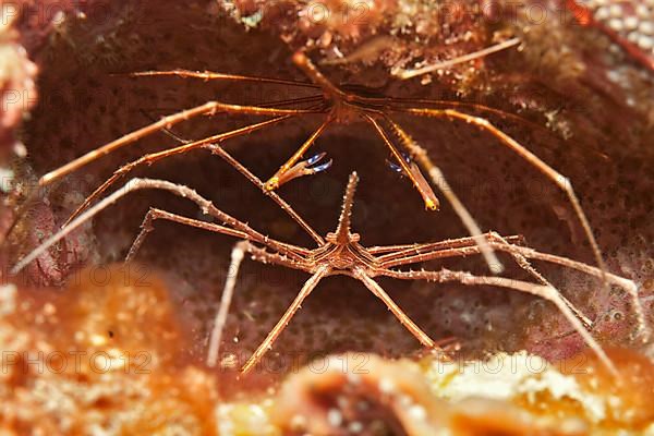 Yellowline arrow crab