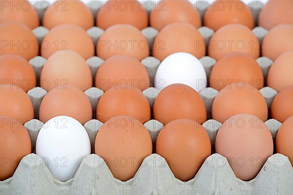 Chicken eggs