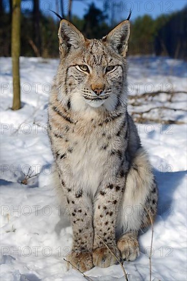 Eurasian eurasian lynx