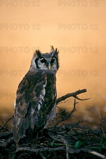 Giant Eagle Owl