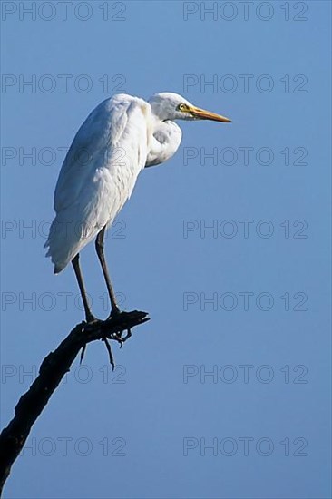 Great white egret