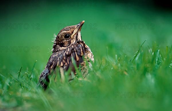 Song thrush