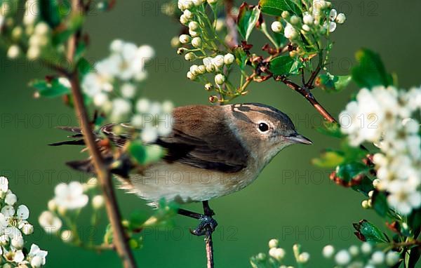 Garden warbler