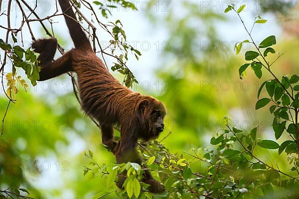 Brown Howler Monkey