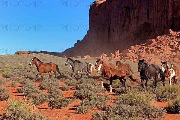 Mustangs