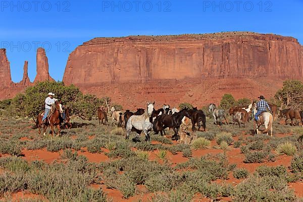 Navajo cowboys herd mustangs