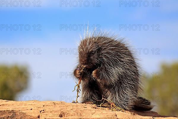 North american porcupine