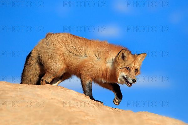 American red fox