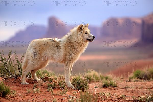 Timbergray wolf