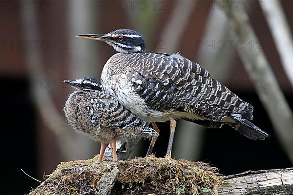 Sunshine Bittern with Young