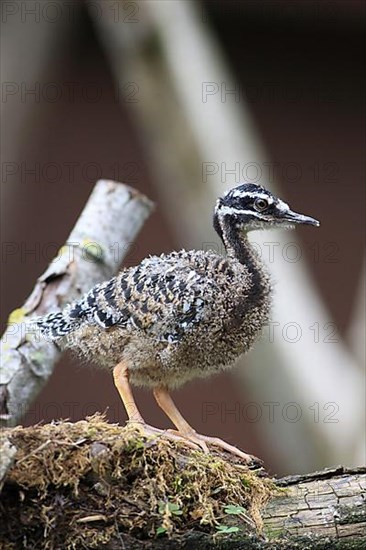 Sunbittern