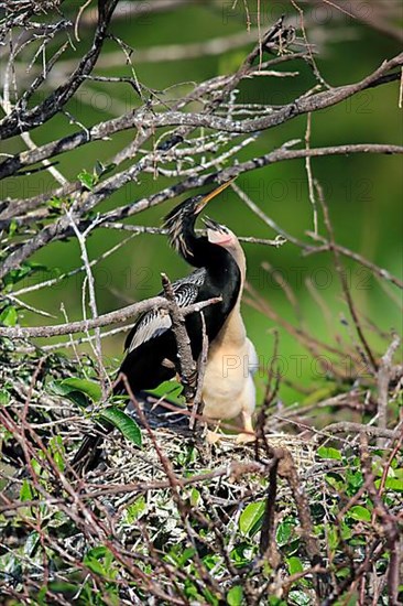 Anhinga