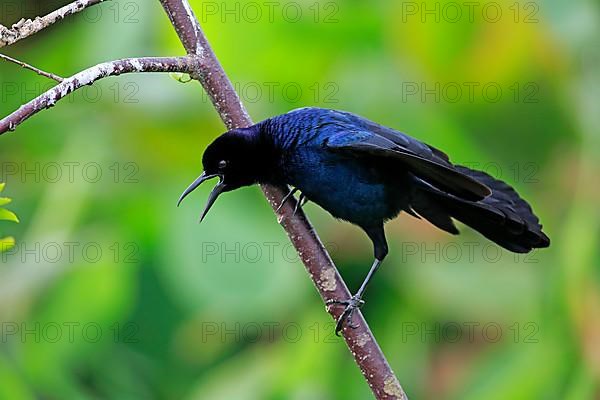 Boat-tailed grackle