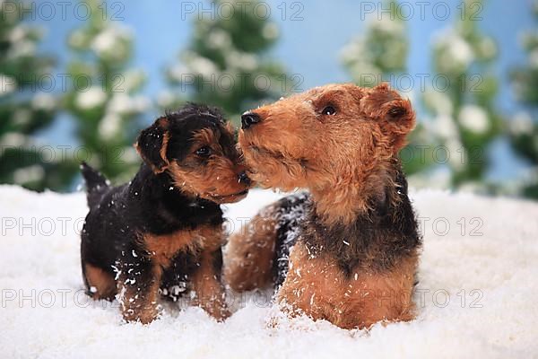 Welsh Terrier