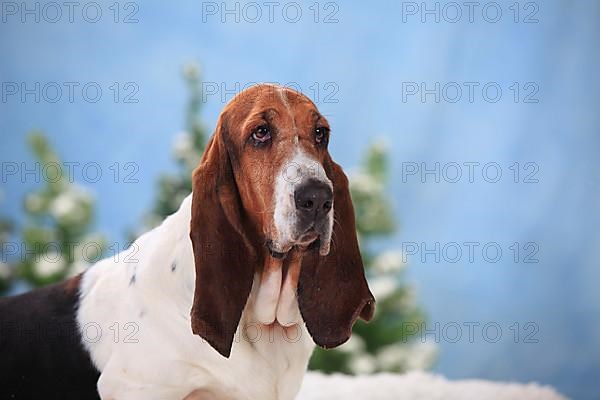 Basset Hound